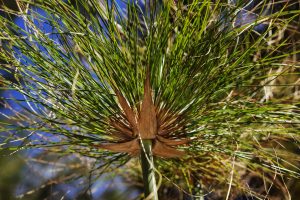 papyrus qui jaunit plante