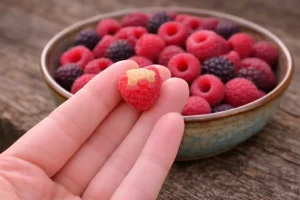 Gros plan : une main tient une framboise avec quelques drupéoles blanchies, aspect “coup de soleil”