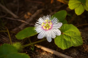 Gros plan d’une fleur blanche au jardin, en lumière naturelle, avec feuilles vertes en arrière-plan.