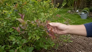 Myrtillier dont une partie des feuilles devient rouge dans un jardin
